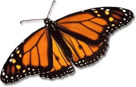 monarch-butterfly