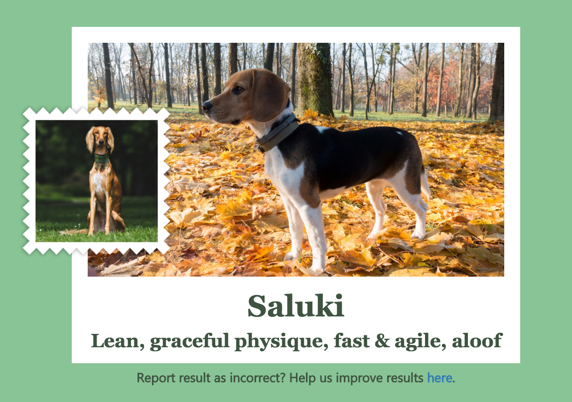 The app identifies a beagle as a Saluki