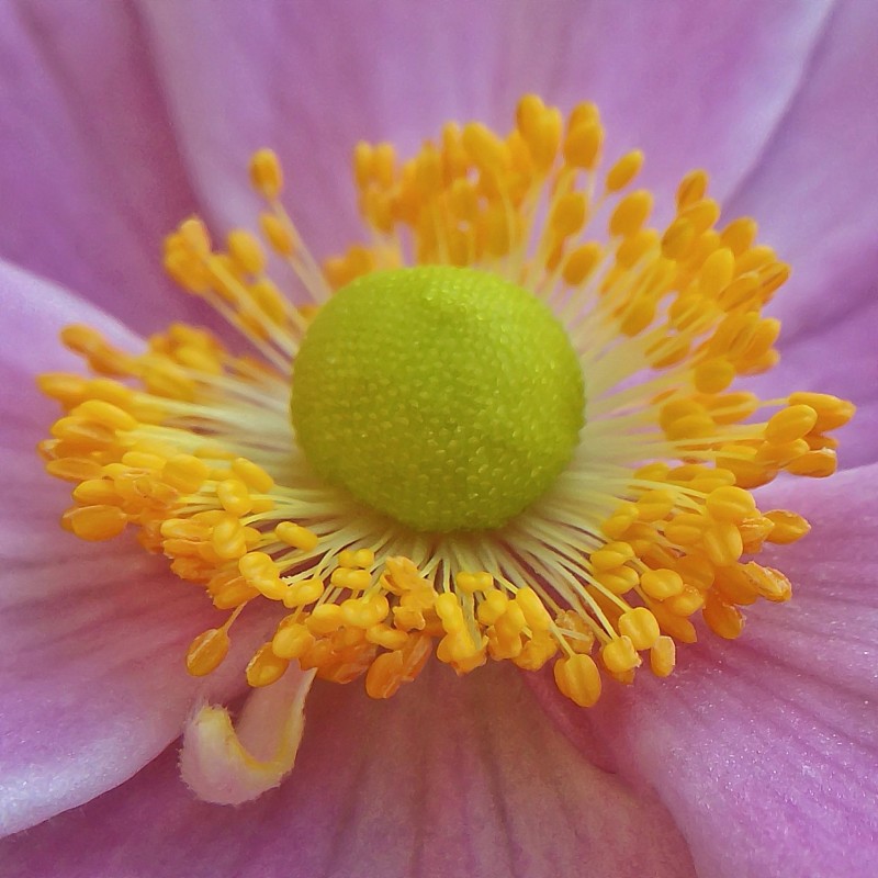 Close up of a flower.