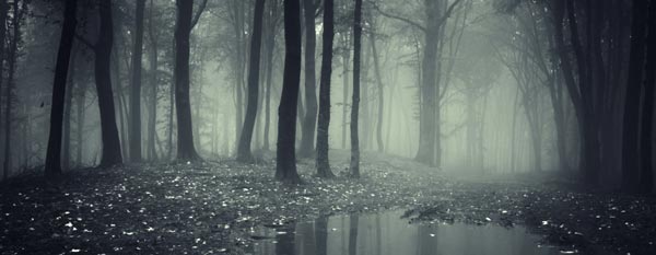 Murky forest