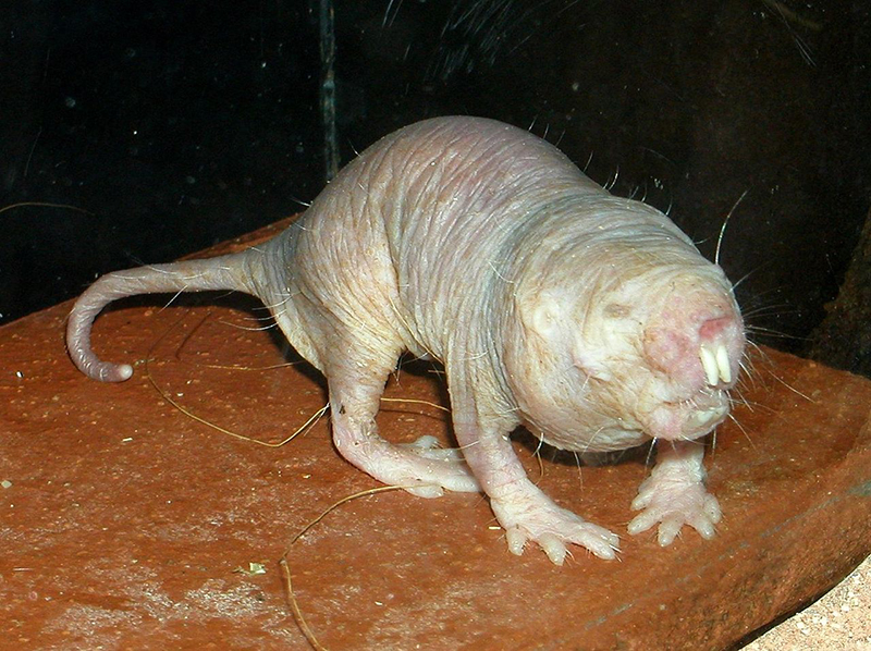 The naked mole rat