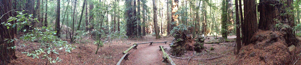 The Grove at Armstrong Woods