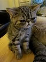 Pantone, Painting & Pestering Kittens for Science