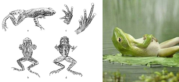 Two frog images - one is biology, the other is comic.
