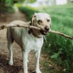 Introduction to the Fetch API