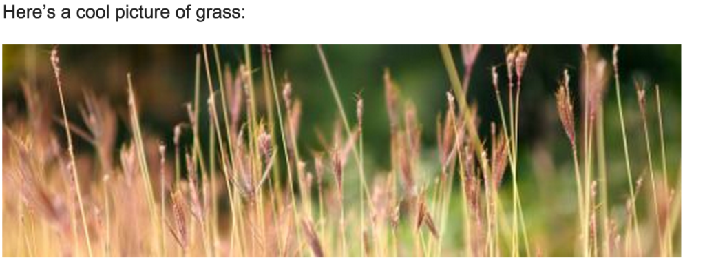 an image of grass