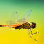 4 Agile Ways to Handle Bugs in Production