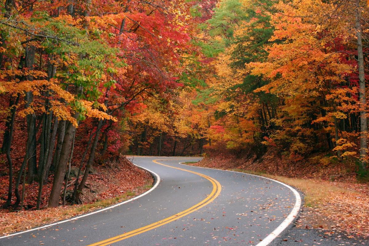 (Road winds towards the center of the composition)